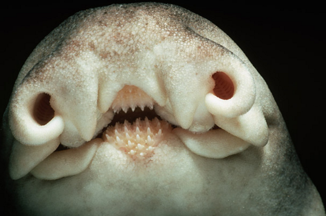 看过来看过来,世界上最萌的鲨鱼,澳大利亚虎鲨会微笑!