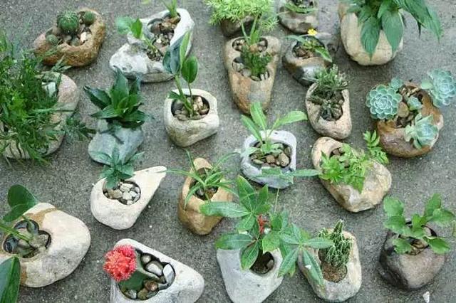 路边的石头也有大用处,这样一加工,花用了蹭蹭长!