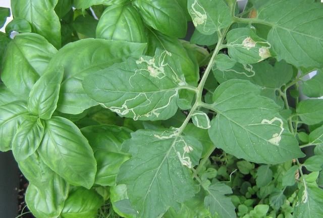 蔬菜和花卉的叶片上有不规则的"隧道",就是潜叶蝇,赶紧喷药|潜叶蛾|叶