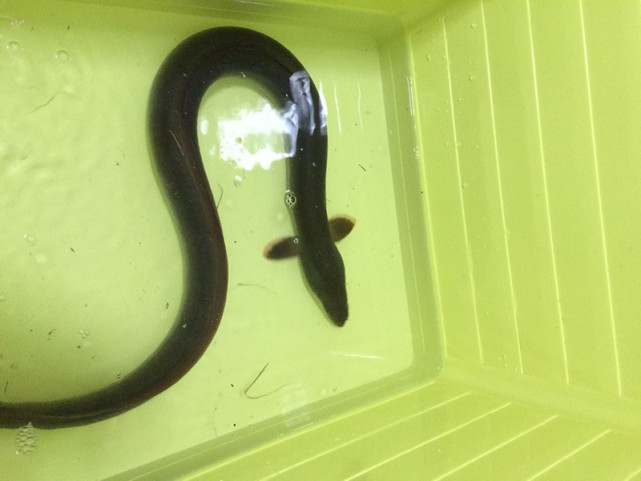 泄洪道钓了一条鱼长相类似蛇有人出价300能不能卖什么鱼