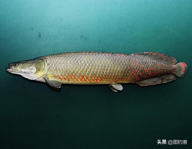 存在了上亿年,濒危只用了不到100年 |“好奇心”害了巨骨舌鱼|巨骨舌鱼|濒危|骨舌鱼_新浪新闻