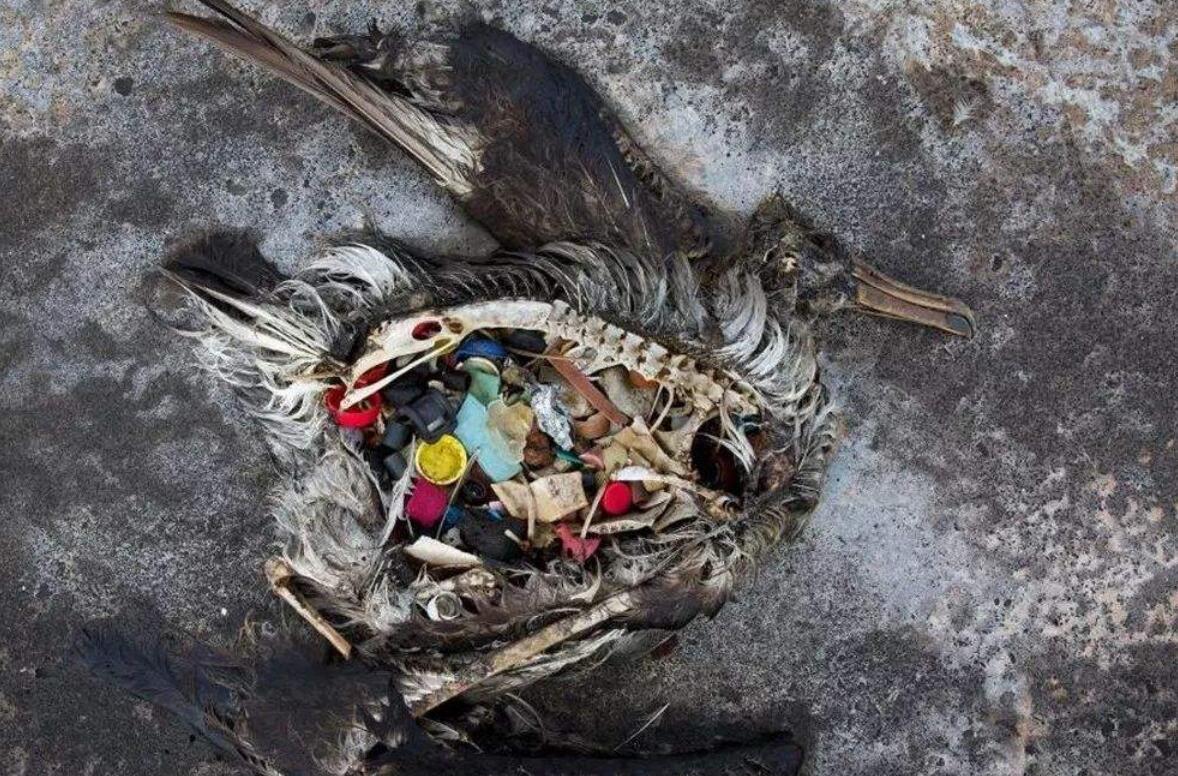 18年减少24%!塑料垃圾或导致海鸟灭绝,对人类有什么影响?