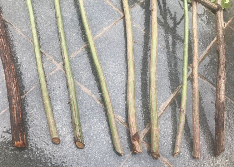 6种花扦插杆子越粗越好活根长成大扫把