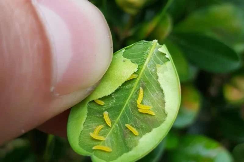 就是潜叶蝇,赶紧喷药|潜叶蛾|叶片|幼虫_新浪新闻