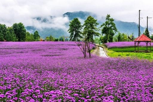 浪漫紫色花海 花期只有7月几天 喜欢摄影的朋友千万不要错过