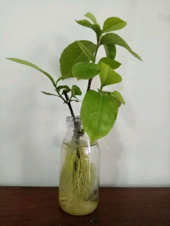 有个花友水培栀子,从生根到开花只用了2个月,不过为了节省养分,很快就