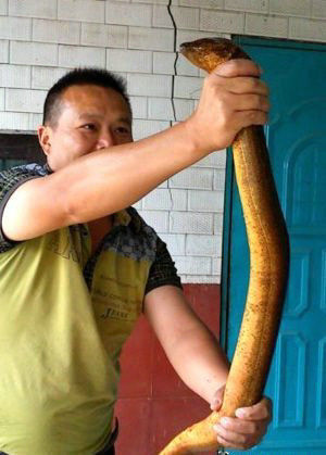 小伙抓获黄鳝精重36斤碗口粗有人出12万都不卖