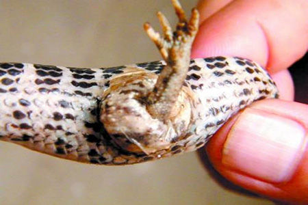 男子抓到一条长脚的蛇以为要发财而专家的一句话让他彻底失望