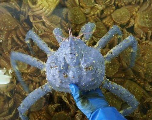 看过来看过来墨西哥惊现独眼鲨鱼外星物种变异动物