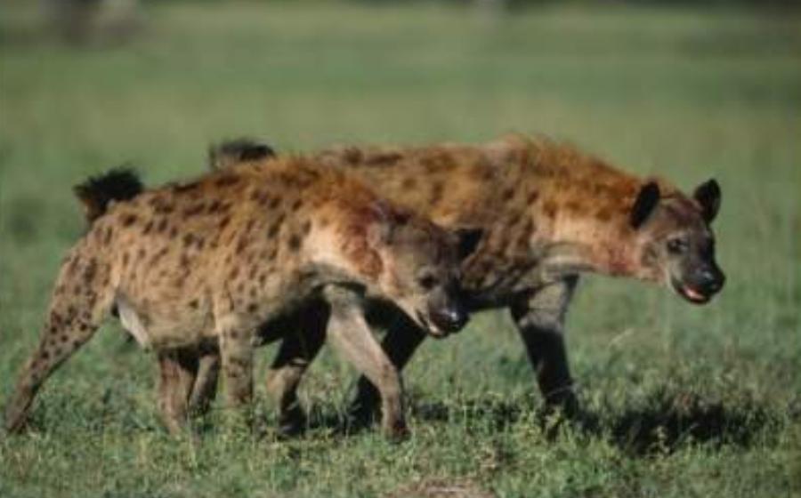 鬣狗雌性分解图图片