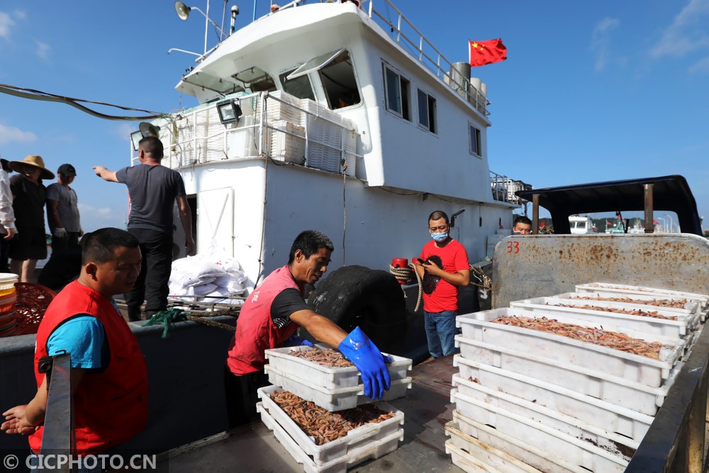 浙江舟山桁杆拖蝦漁船,籠壺類(包括蟹籠)以及流刺網漁船出海進行捕撈