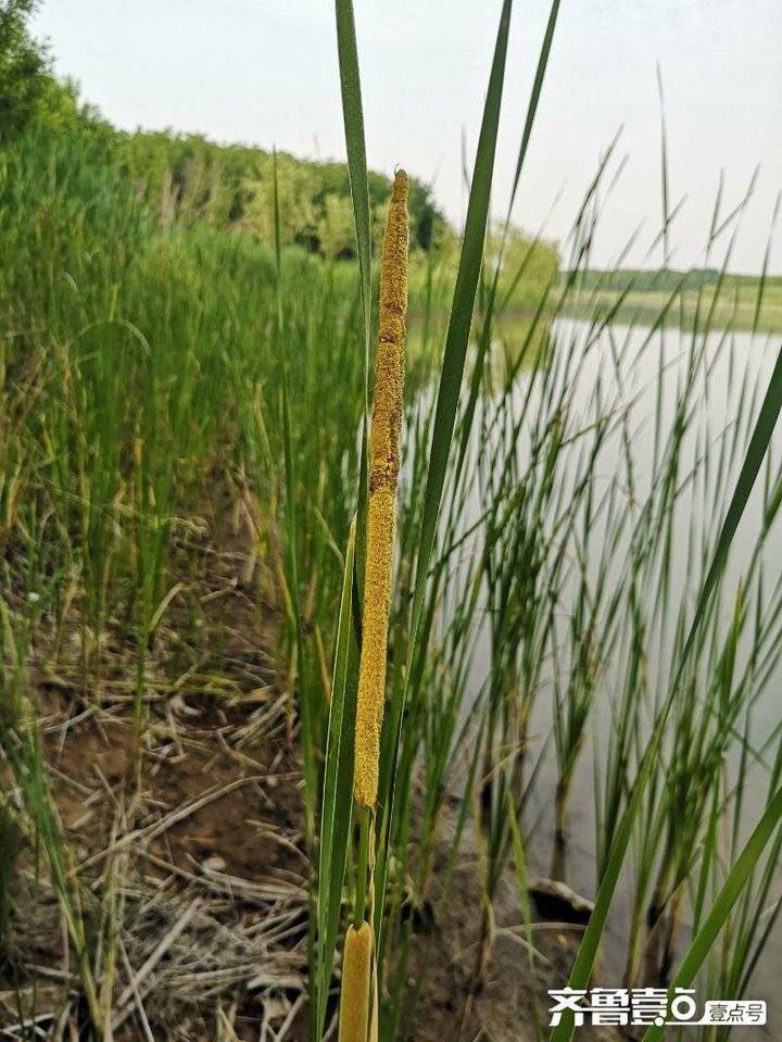 身边的中药蒲黄芦根