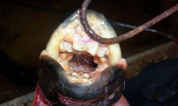 男子河边钓到一条大鳗鱼,可看到它的肚子和嘴巴时,却赶紧扔掉了|鳗鱼|