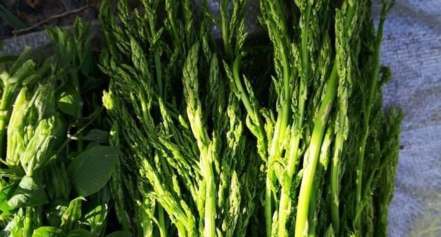 让我给你介绍黑龙江常见的野菜