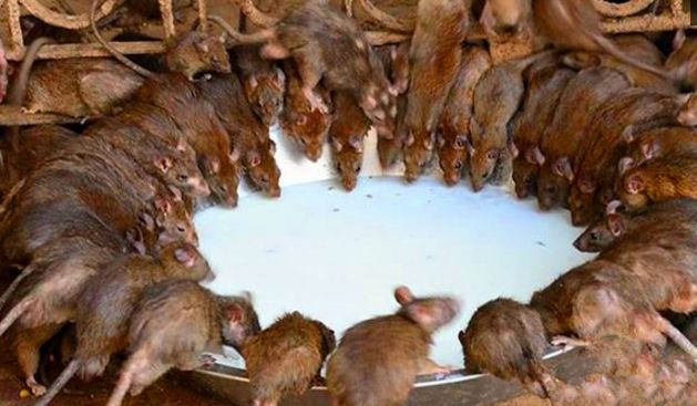 游客无意间踩死一只老鼠等待他的却是天价赔偿