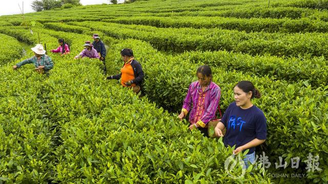 墨脱茶农茶叶子成了致富金叶子