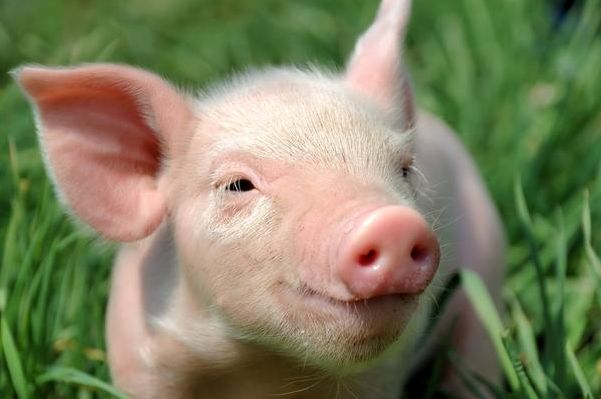 生肖猪摇身一变"大金猪",难得一见的贵人降临,助你旺运30年