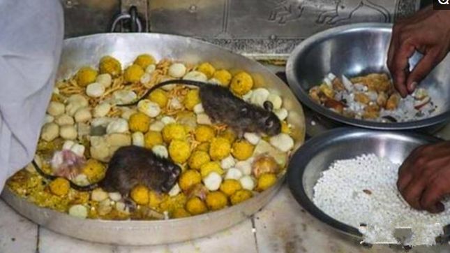 游客无意间踩死一只老鼠等待他的却是天价赔偿