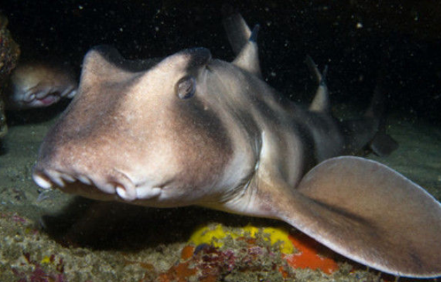 农村夫妇打渔时捞上来一条猪鼻怪鱼看着令人头皮发麻