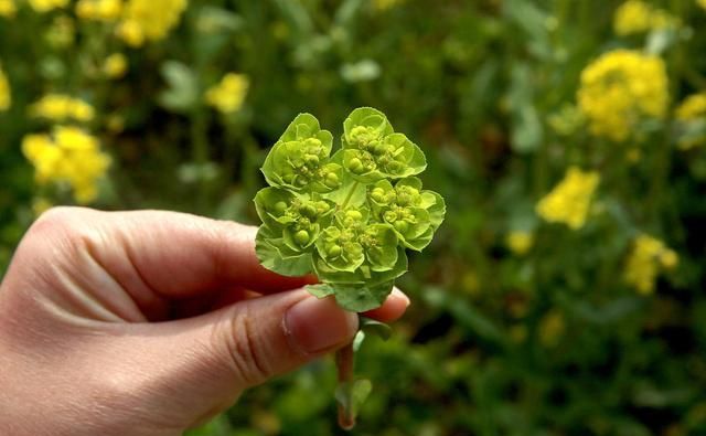 此物人称鬼打伞汁液像牛奶碰到会烂手遇见别乱碰