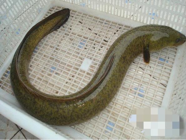 男子河边钓到一条大鳗鱼可看到它的肚子和嘴巴时却赶紧扔掉了