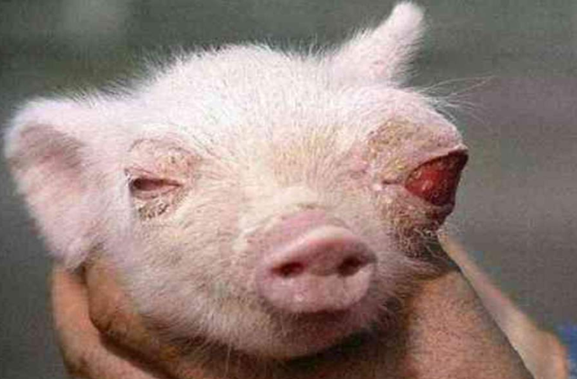 4张动物变异图片曝光,触目惊心