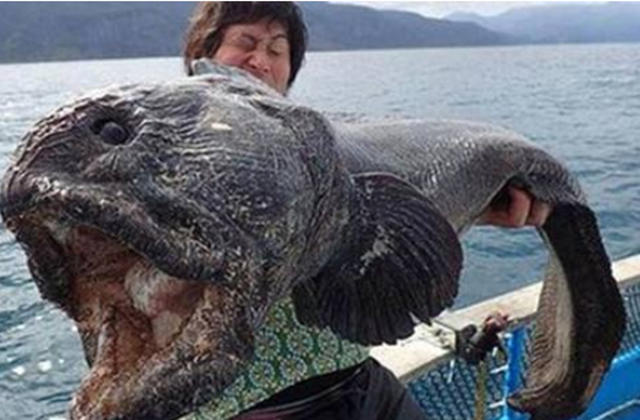 4张动物变异图片曝光,触目惊心