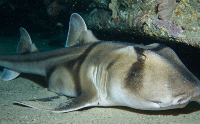 农村夫妇打渔时捞上来一条猪鼻怪鱼看着令人头皮发麻