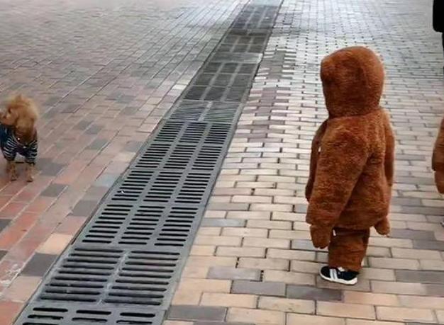 双胞胎遛弯偶遇泰迪撞衫场面太搞笑了宝宝好像哪里不对