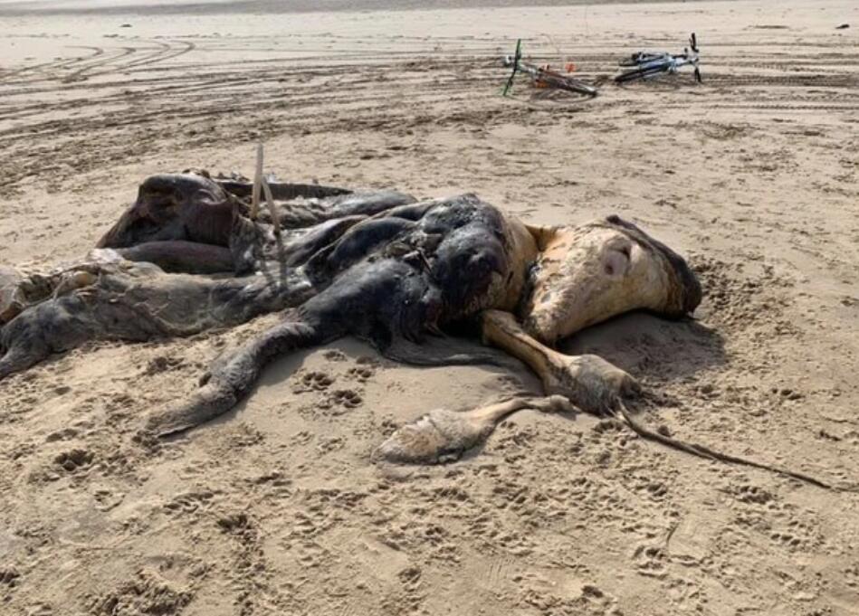 海怪真实存在英国出现四只脚蹼的不明生物科学家识别不出种类