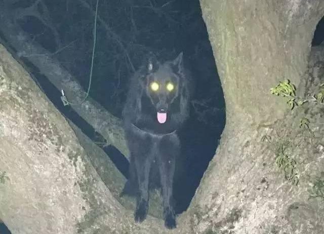 不要轻易养纯黑色的狗,每到晚上,就像经历恐怖片