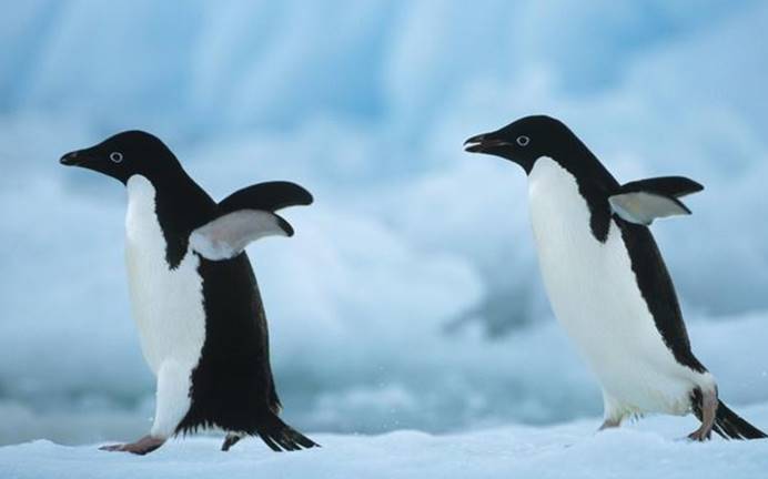 科学家发现古怪化石,或是类企鹅"巨鸟"|企鹅|大海|北半球_新浪新闻