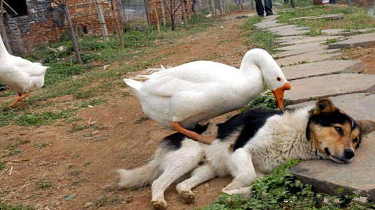 主人忘记给金毛喂食,它竟偷偷去吃大鹅的食物,被抓包后太好笑|金毛|鹅