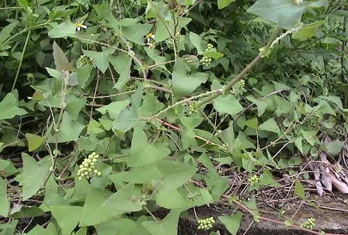 省心省钱养好羊这几种中药草养羊人一定要牢记性价比很高