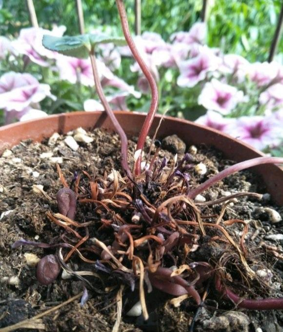 仙客来蔫掉了?不要丢,花并没有啥事,过了休眠期还能开