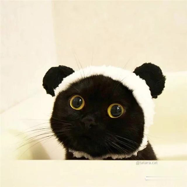 黑猫不上相?霓虹一位铲屎官表示,黑猫是超可爱的小精灵啊