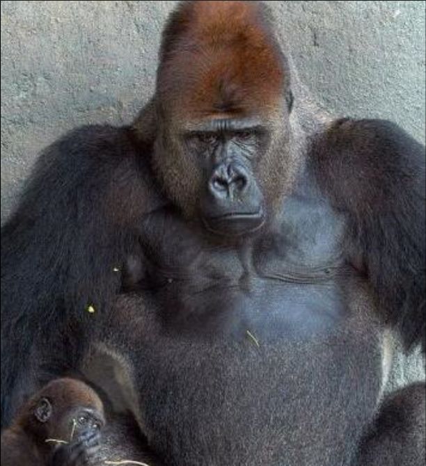 大猩猩拍胸图片