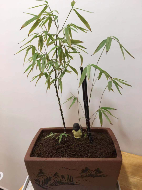 盆景竹子的种类(勒竹盆景养殖方法)