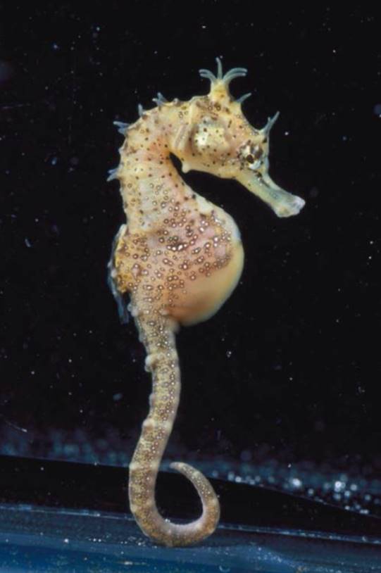 2024海马汽车重组