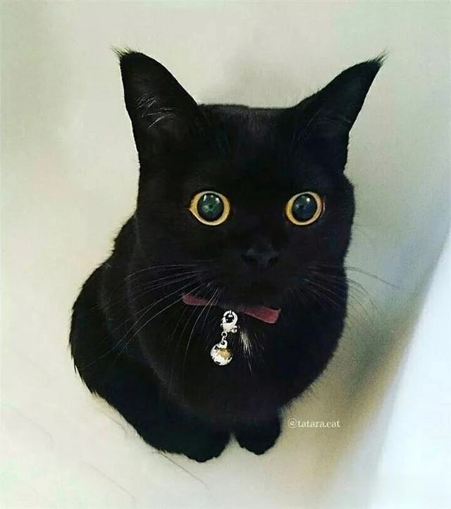 黑猫不上相?霓虹一位铲屎官表示,黑猫是超可爱的小精灵啊|黑猫|小黑|