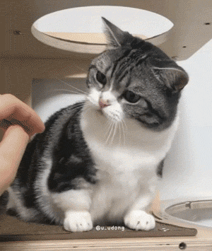 300_355gif 动态图 动图