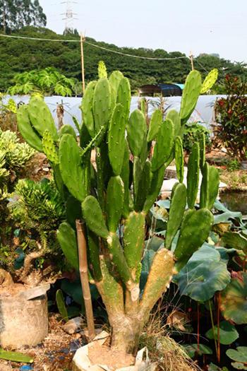 仙人掌皮实好养不易死亡养成大树状更招人爱你快试试