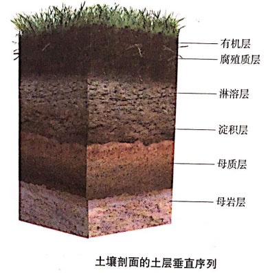 2020新疆教师考试地理学科资料:学科专业知识《观察土壤》