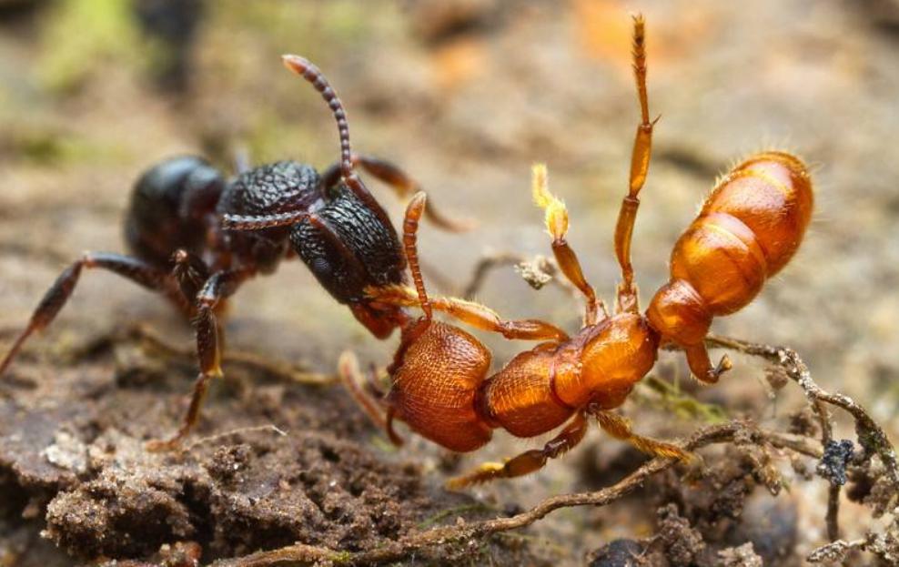 几千只血红林蚁组成军团,杀到敌方领地,总指挥官是怀孕的蚁后!