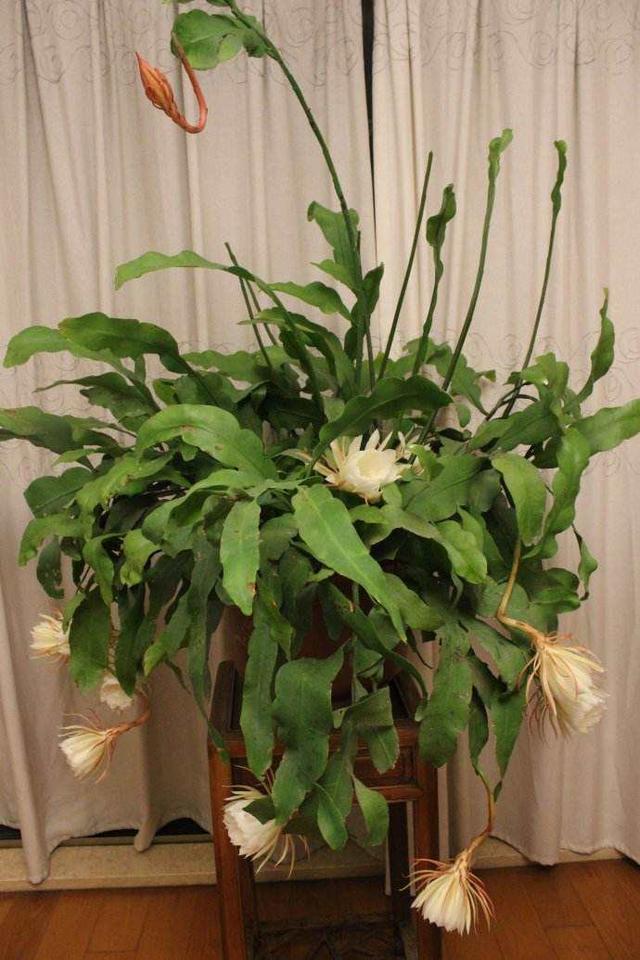 经常性开满花盆的昙花小花盆都能驾驭垂盆生长更好看