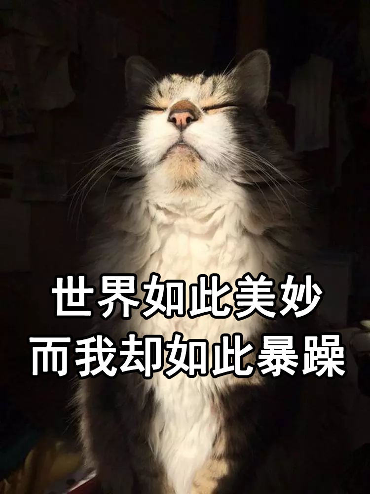 拥有一只暴躁小老猫的感觉自己选的渣猫怎么都要舔下去啊
