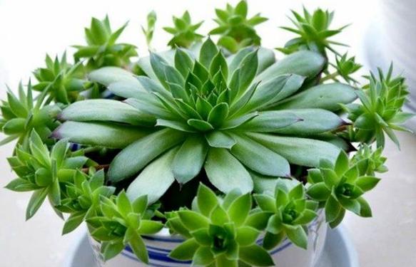 多肉繁殖:想要观音莲呈现爆盆状态,日常养护得多注意3点