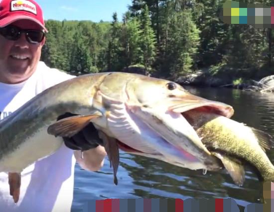 男子野外钓鱼发现大鱼吃小鱼, 熟料一石二鸟捕获意外惊喜