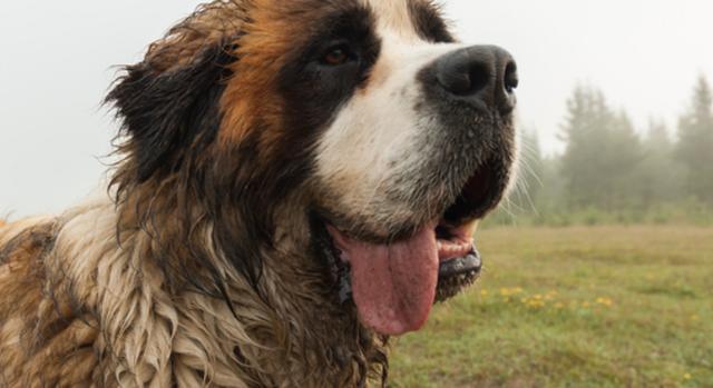 雪山救援神犬圣伯纳被困雪山八抬大轿下山后狗狗太丢狗脸了