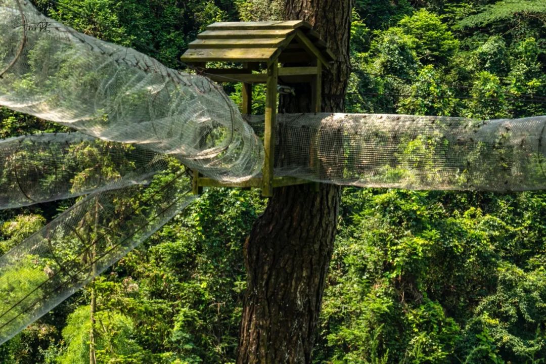 这群松鼠在风之谷景区里安居乐业只是我总感觉有点怪怪的